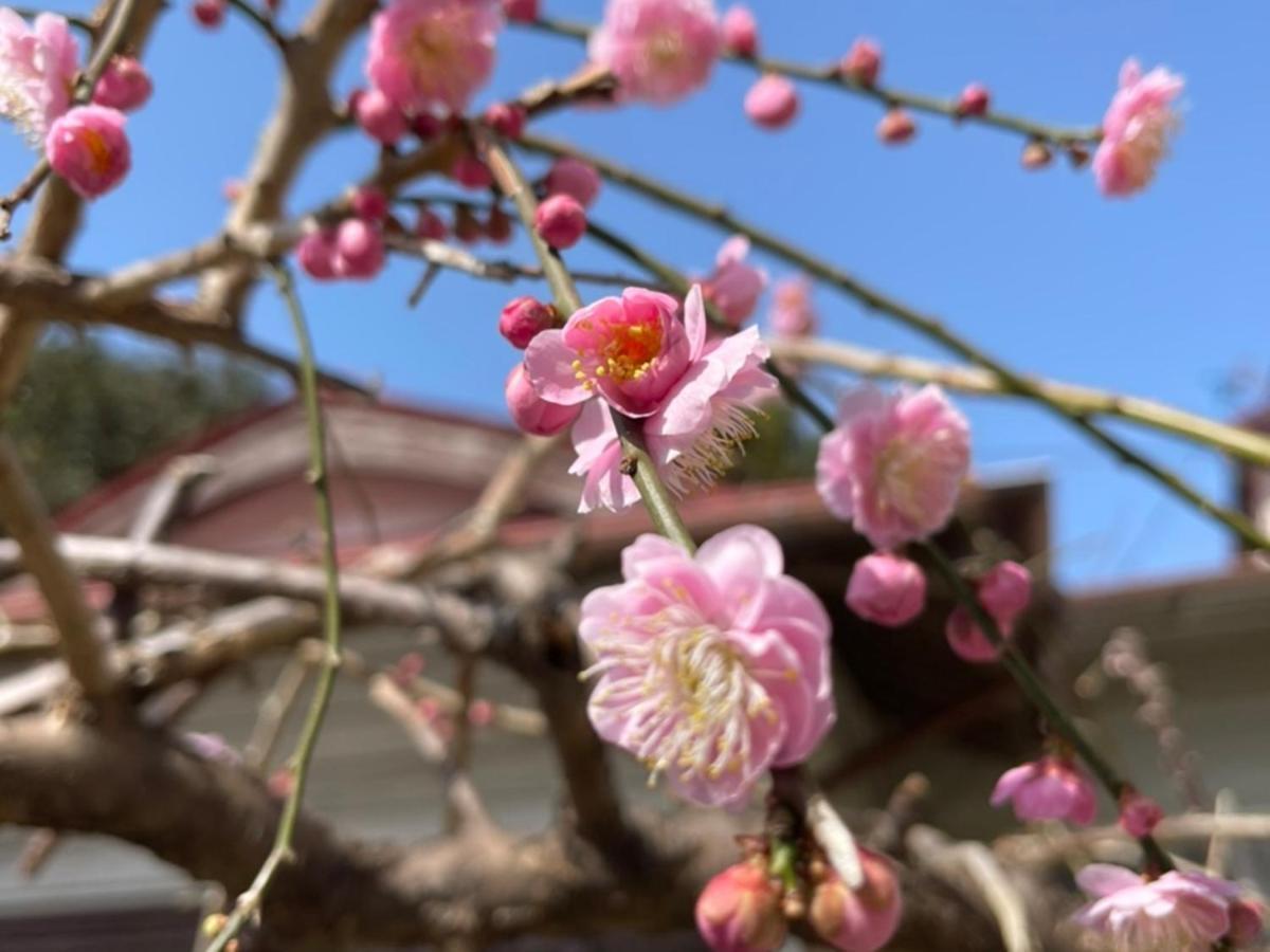 癒楽 伊豆大島 Hostel Buitenkant foto